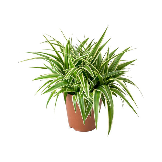 Chlorophytum comosum/ Spider Plant