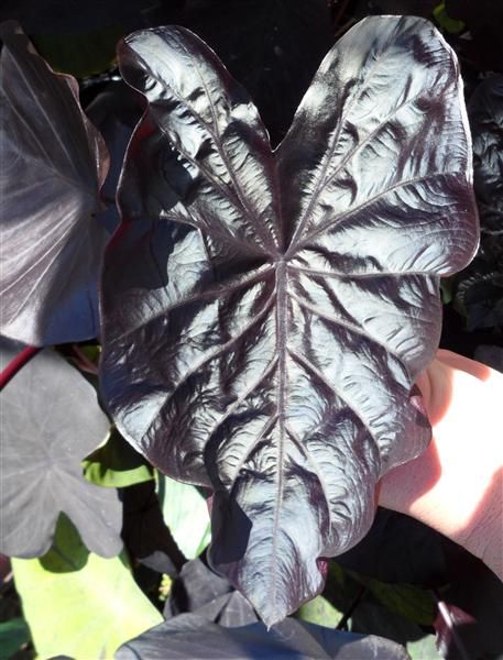 Colocasia Electric Blue