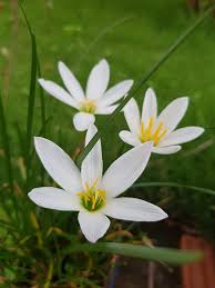 Zephyranthes Rain Lily (Set of 10 Bulbs)