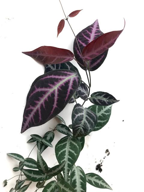 Bignonia argyro violacea