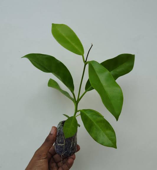 Hoya globulosa