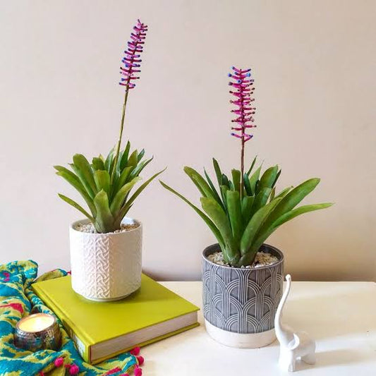 Bromeliad Match Stick