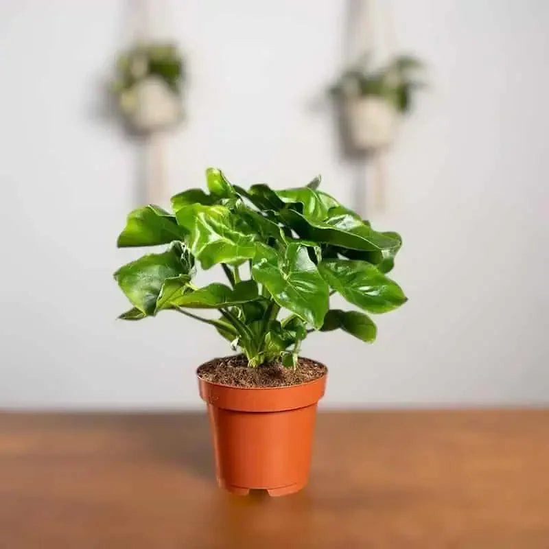 Philodendron Super Atom