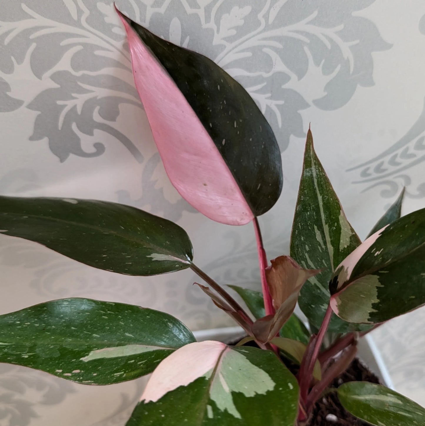 Philodendron Pink Princess (Jiffy Plant)