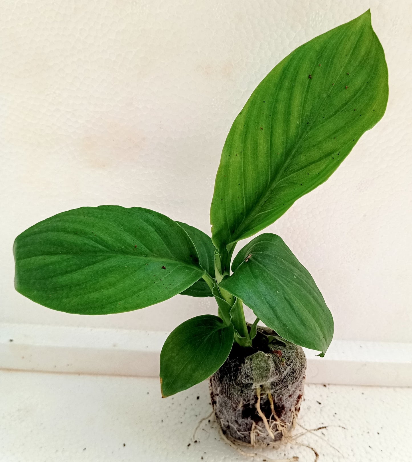 Peace Lily/ Spathiphyllum sensation