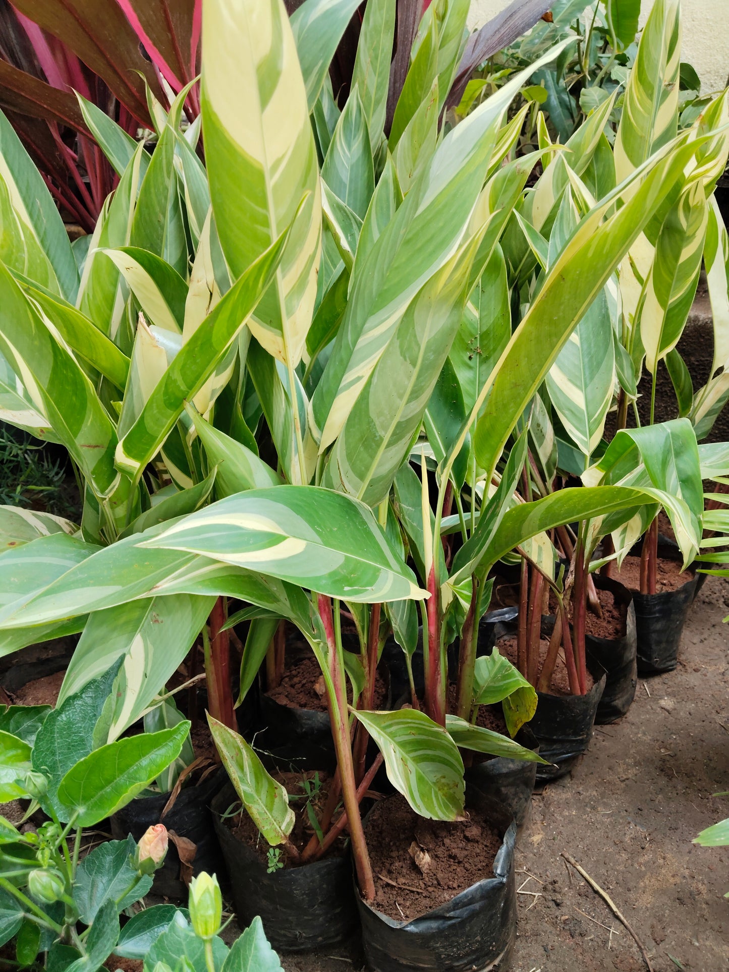 Heliconia Psittacorum Varigated