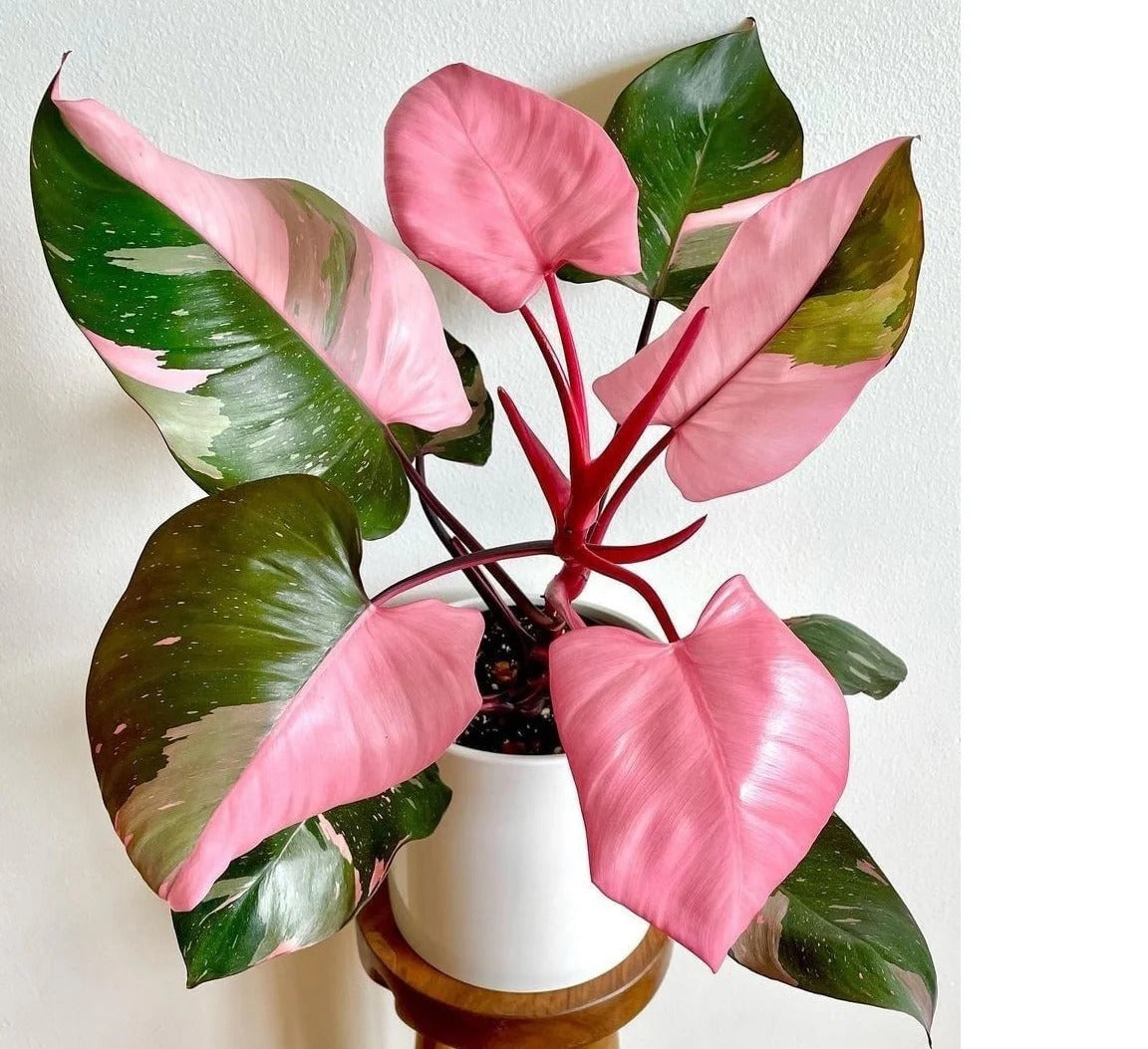 Philodendron Pink Princess (Jiffy Plant)