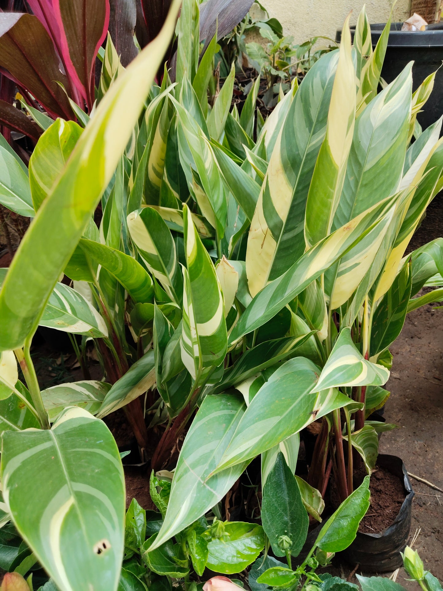 Heliconia Psittacorum Varigated