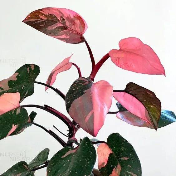 Philodendron Pink Princess (Jiffy Plant)