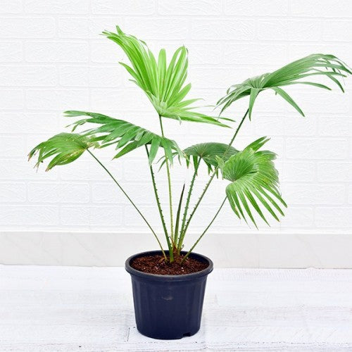 Table Palm